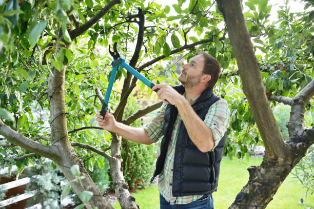 Best Tree and Shrub Care  in University Park, TX